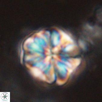 Sphenolithus bouketo 44212