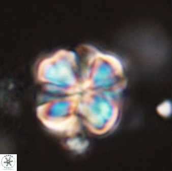 Sphenolithus bouketo 44215