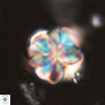 Sphenolithus bouketo 44216