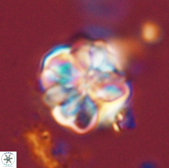 Sphenolithus bouketo 44217