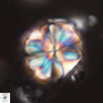 Sphenolithus bouketo 44219