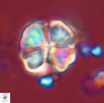 Sphenolithus bouketo 44221