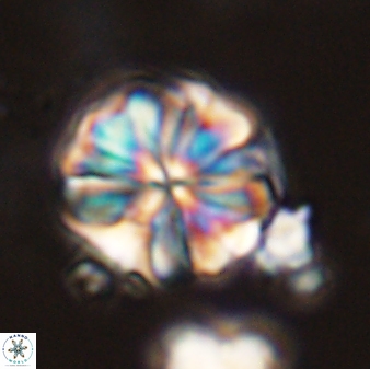 Sphenolithus bouketo 44223