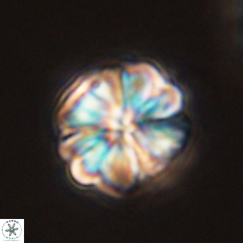 Sphenolithus bouketo 45176