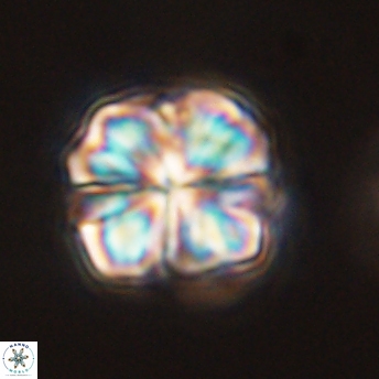 Sphenolithus bouketo 45179