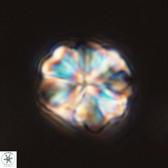 Sphenolithus bouketo 45180