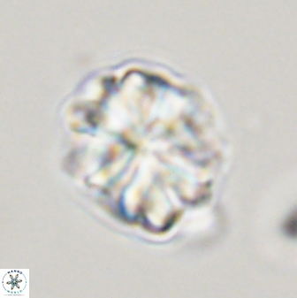 Sphenolithus bouketo 45182