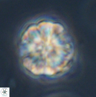 Sphenolithus bouketo 45184