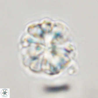 Sphenolithus bouketo 45185