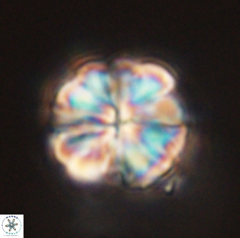 Sphenolithus bouketo 45188