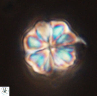Sphenolithus bouketo 45192