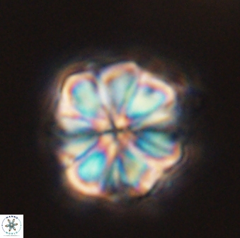 Sphenolithus bouketo 45193