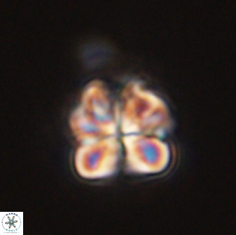 Sphenolithus bouketo 45809