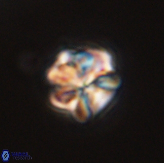 Sphenolithus bouketo 45812