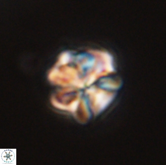 Sphenolithus bouketo 45812