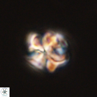 Sphenolithus bouketo 45813