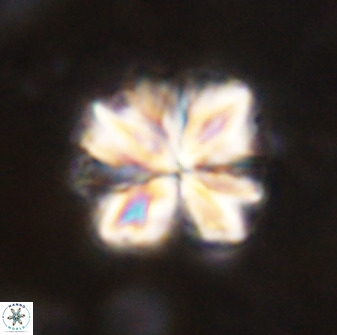 Sphenolithus bouketo 50154