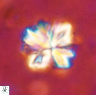 Sphenolithus bouketo 50155