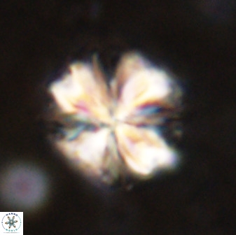 Sphenolithus bouketo 50157