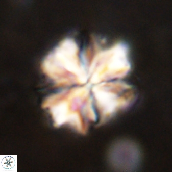 Sphenolithus bouketo 50158