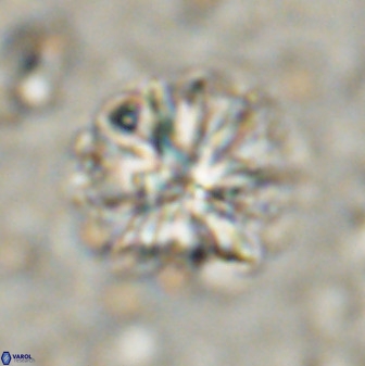 Sphenolithus bouketo 50160