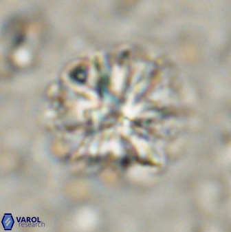 Sphenolithus bouketo 50160