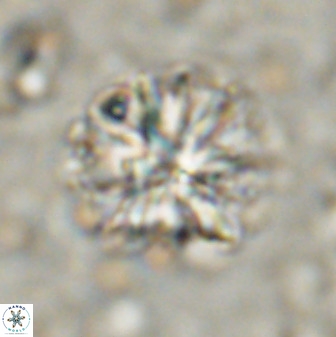 Sphenolithus bouketo 50160