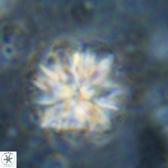 Sphenolithus bouketo 50161