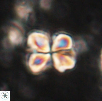 Sphenolithus bouketo 60304