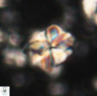Sphenolithus bouketo 60305