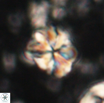 Sphenolithus bouketo 60310