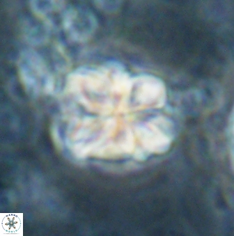 Sphenolithus bouketo 60317