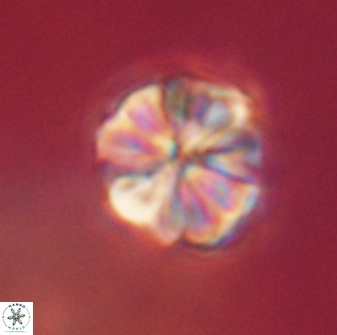 Sphenolithus bouketo 60440