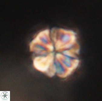 Sphenolithus bouketo 60441