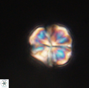Sphenolithus bouketo 60447