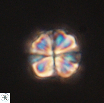 Sphenolithus bouketo 60451