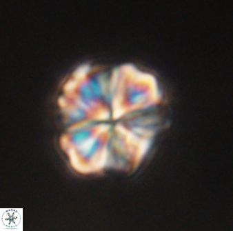 Sphenolithus bouketo 60455