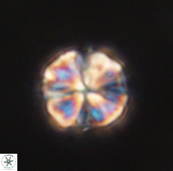 Sphenolithus bouketo 60433