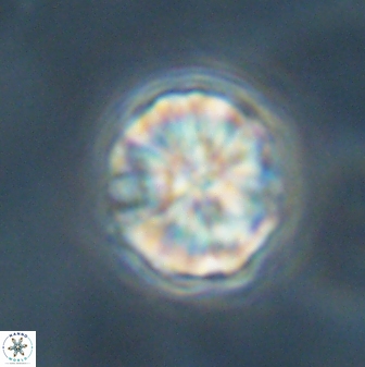 Sphenolithus bouketo 60437