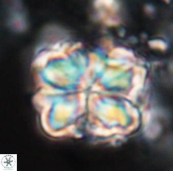 Sphenolithus bouketo 25933