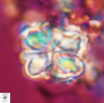 Sphenolithus bouketo 25934