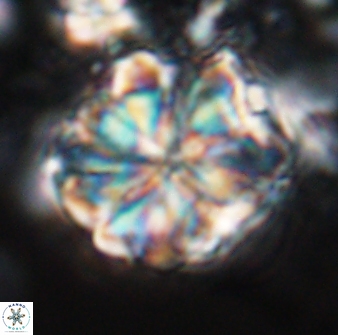 Sphenolithus bouketo 25935