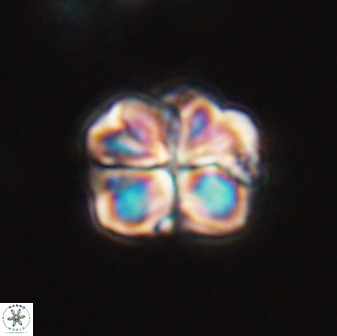 Sphenolithus bouketo 28694