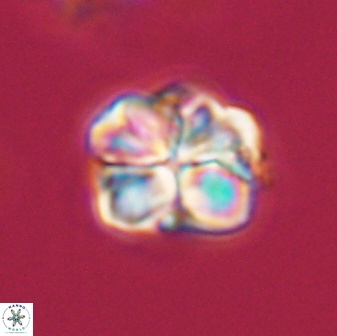 Sphenolithus bouketo 28695