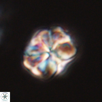Sphenolithus bouketo 28697