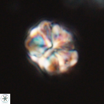 Sphenolithus bouketo 28698