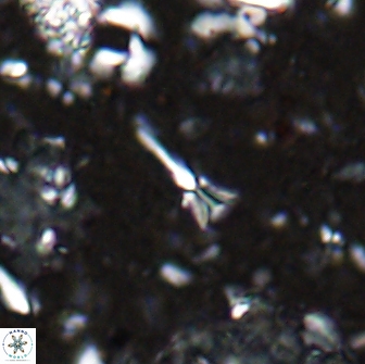 Sphenolithus belemnos 14285