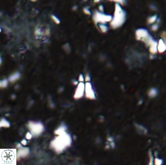 Sphenolithus belemnos 14287