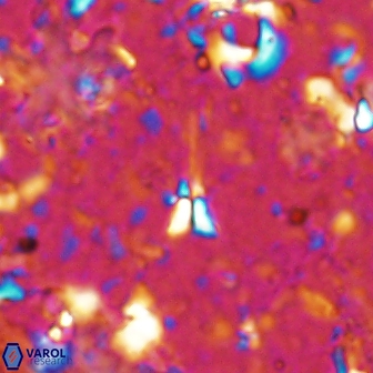 Sphenolithus belemnos 14288