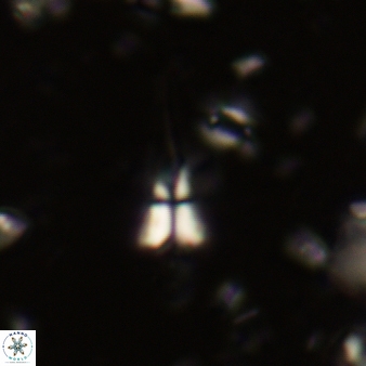 Sphenolithus belemnos 254